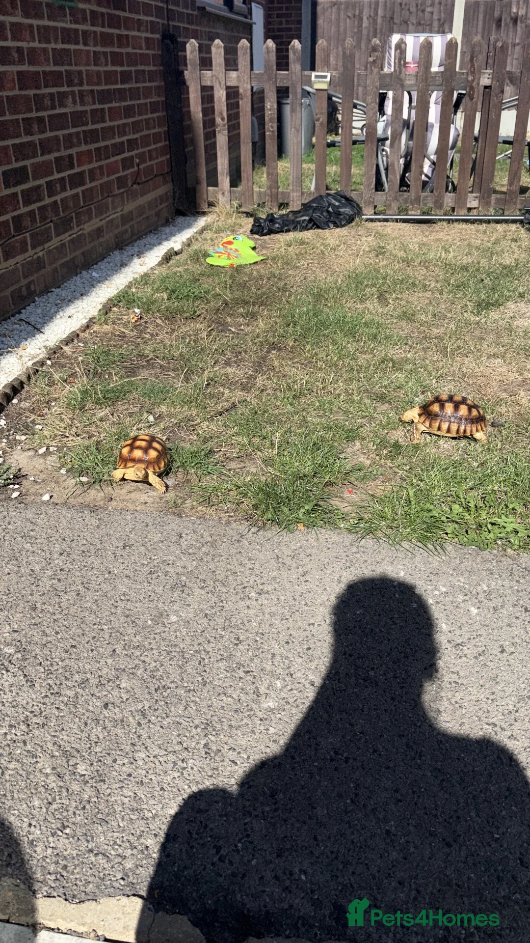 Tortoise reptiles for sale: Sulacta in Southend-on-Sea - Advert 1