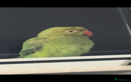 Parrots birds for sale: Indian ringneck - Advert 2