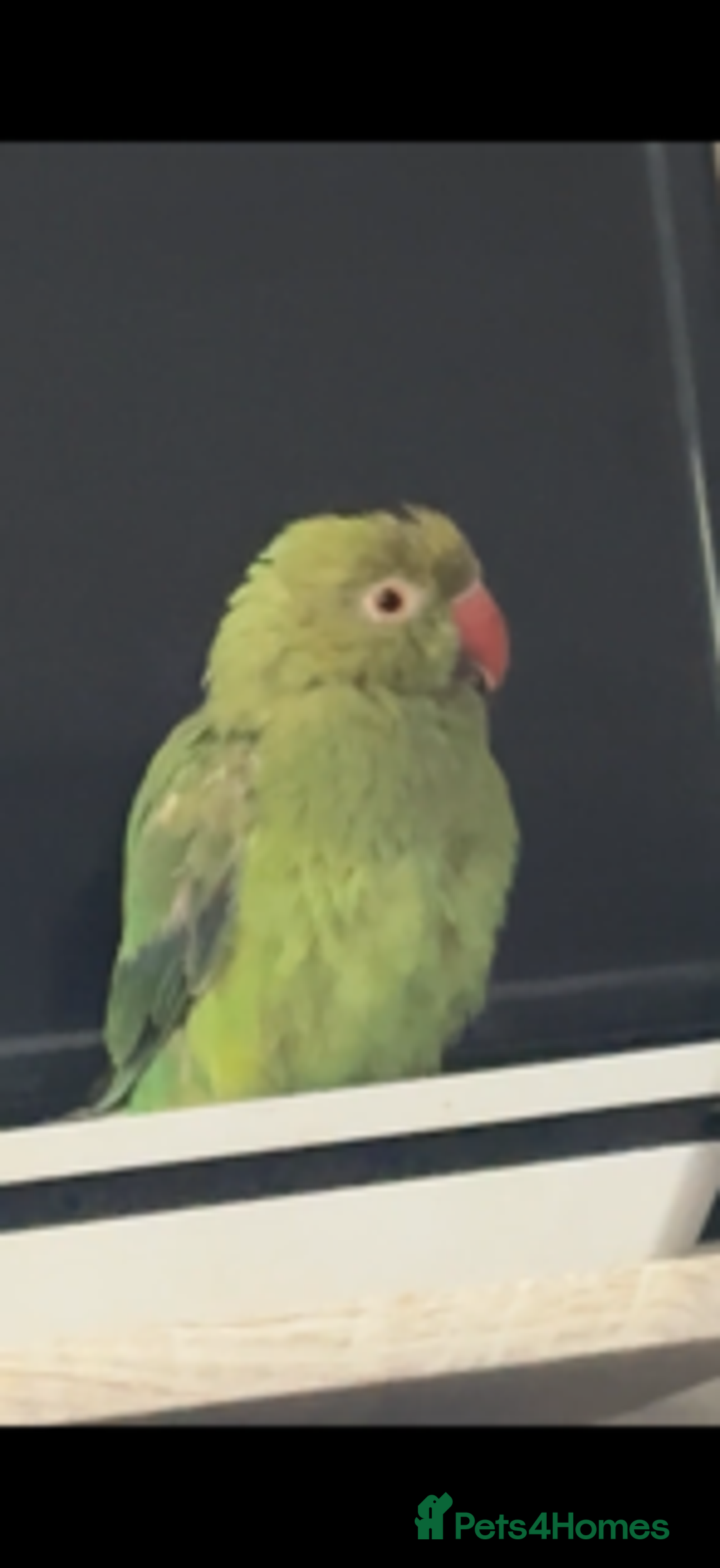 Parrots birds for sale: Indian ringneck - Advert 2