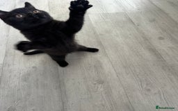 British Shorthair cats for sale: Gccf pedigree black little boy  - Image 15