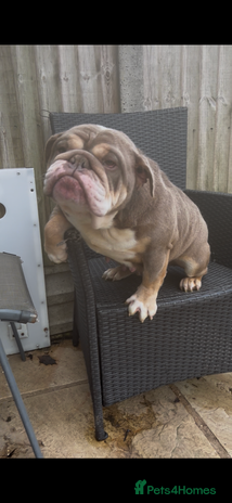 English Bulldog dogs Lilac And tan kc registered English bulldog - Advert 2