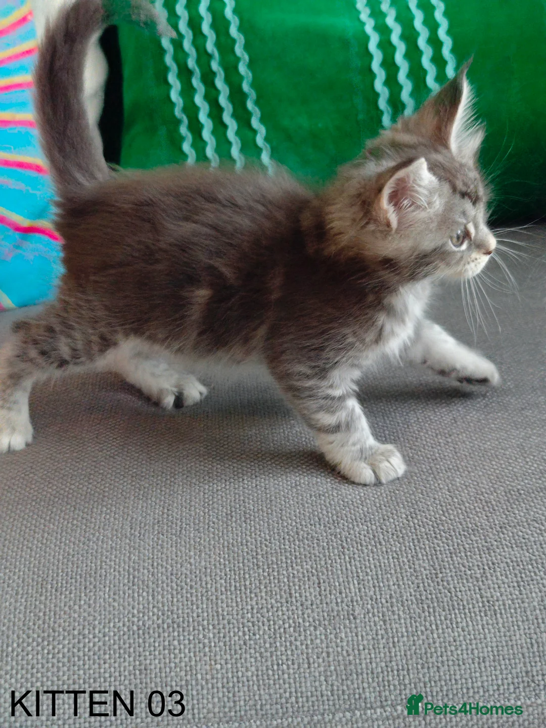 Maine Coon cats for sale: PURE BREED MAINE COON KITTENS READY EARLY MARCH - Advert 16