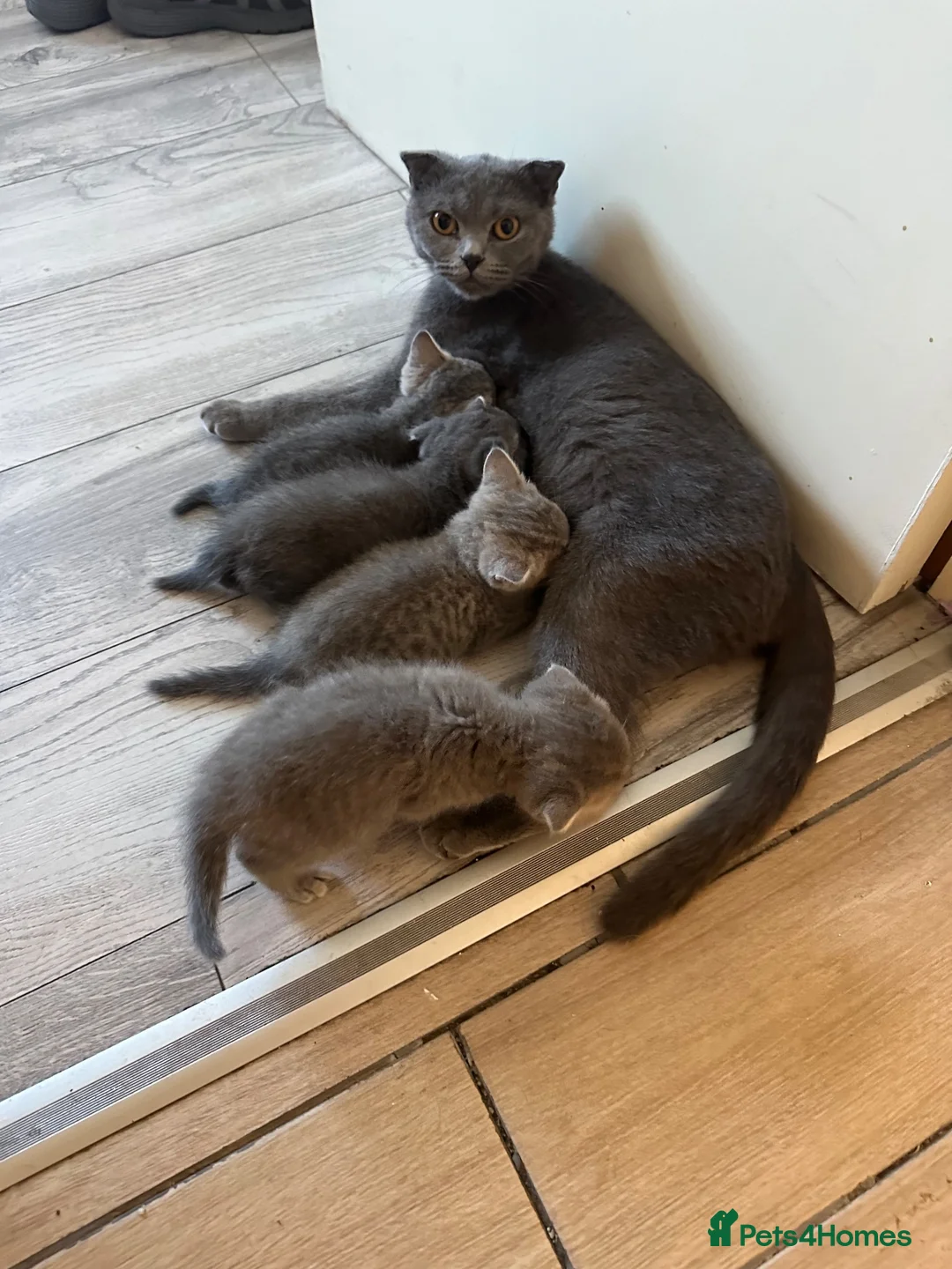 Scottish Fold cats for sale: Scottish with folded and straight ears kittens in Ilford - Advert 16