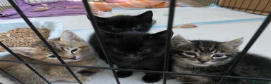Mixed Breed 3