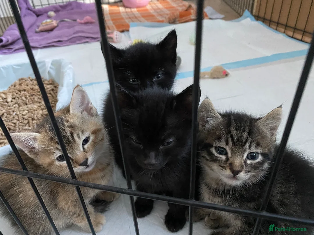 Mixed Breed cats for sale: Tonkdoll/bengal kittens - Advert 2