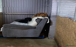Mixed Breed dogs for adoption: MONTY & DAISY an example of Resilience &Friendship - Image 30
