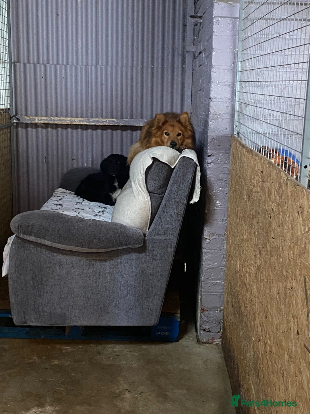 Mixed Breed dogs for adoption: MONTY & DAISY an example of Resilience &Friendship - Image 30