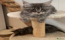 Maine Coon cats for sale: Beautiful Maine coon babies - Image 4