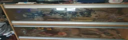 Corn Snake reptiles for sale: 2 corn snakes and full setups - Advert 1