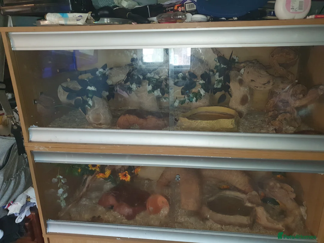 Corn Snake reptiles for sale: 2 corn snakes and full setups - Advert 1