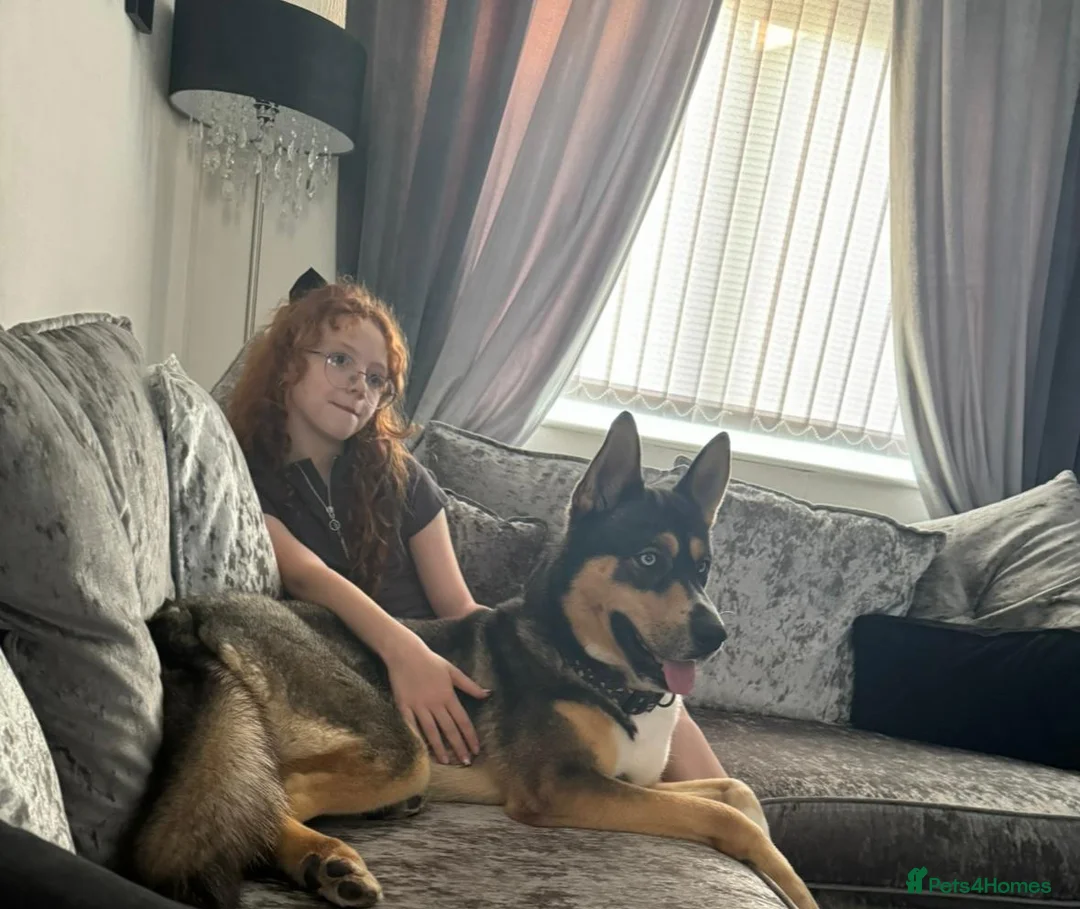 Shepsky dogs for sale: Shepsky puppies  - Advert 6