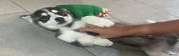 Pomsky dogs for sale: Price reduction Last boy F4 Pomsky  - Advert 8