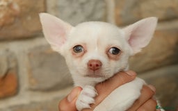 Chihuahua dogs for sale: 4 beautiful Chihuahua pups - Image 3