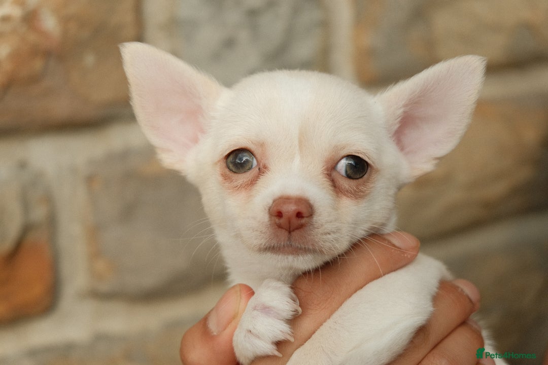 Chihuahua dogs for sale: 4 beautiful Chihuahua pups - Image 3