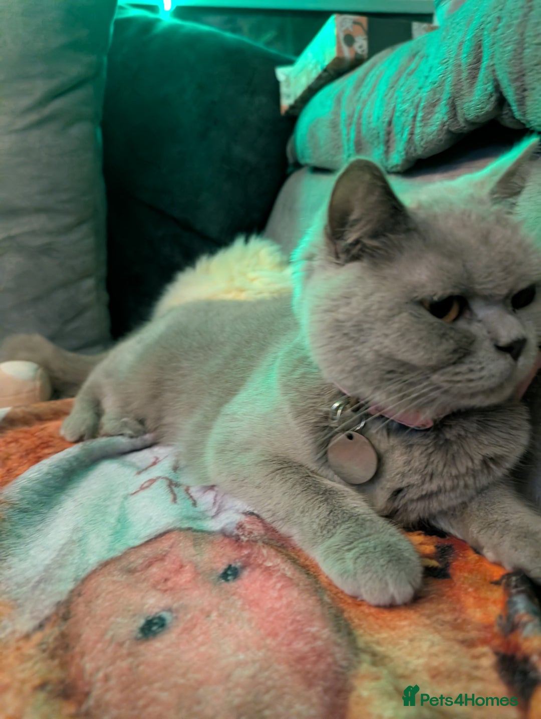 British Shorthair cats for sale: British shorthair cat - Image 5