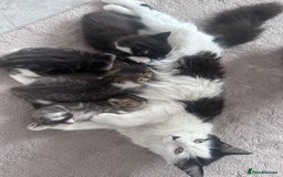 Mixed Breed cats for sale: Beautiful kittens  - Image 14