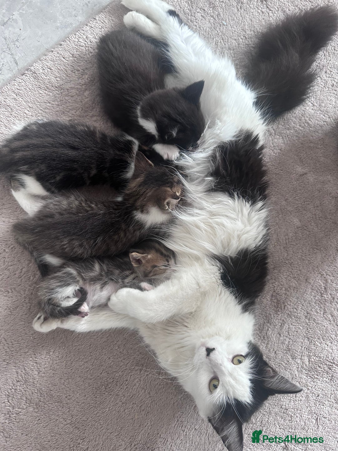 Mixed Breed cats for sale: Beautiful kittens  - Image 14
