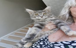 Maine Coon cats for sale: Full pedigree maine coon kittens for sale - Image 6