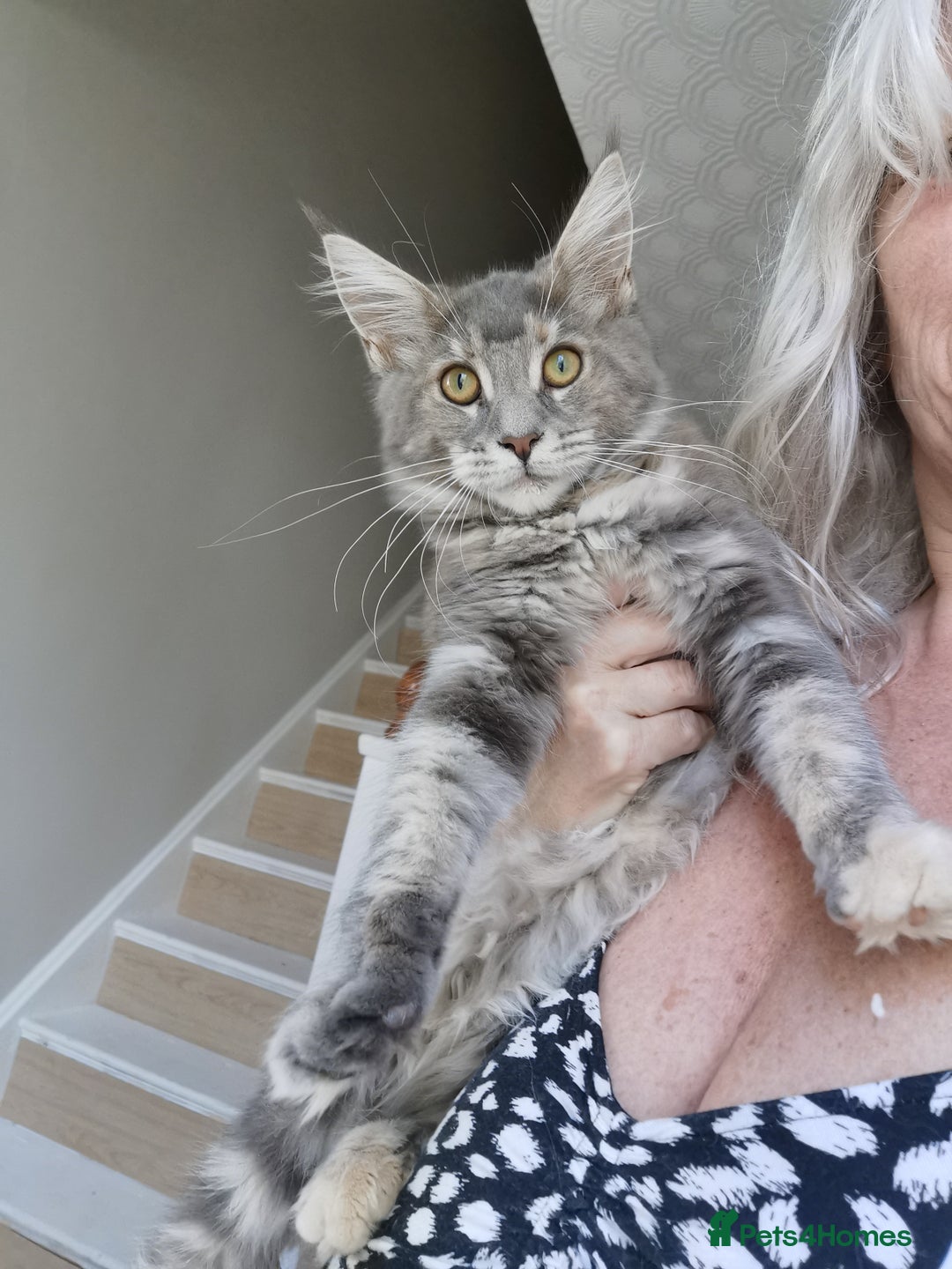 Maine Coon cats for sale: Full pedigree maine coon kittens for sale - Image 6