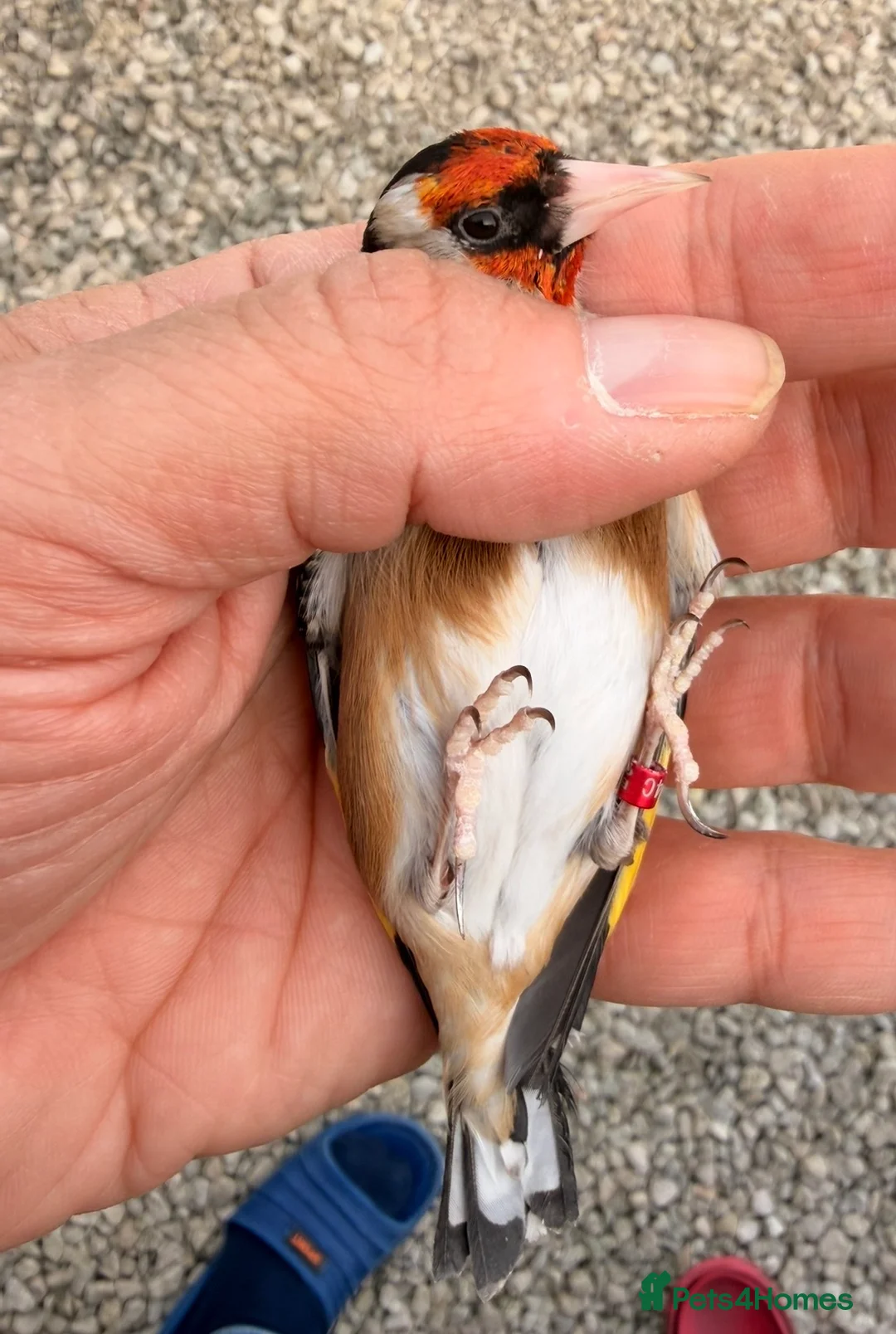 Canaries birds for sale: 2024 goldfinch male fit and active  - Advert 2