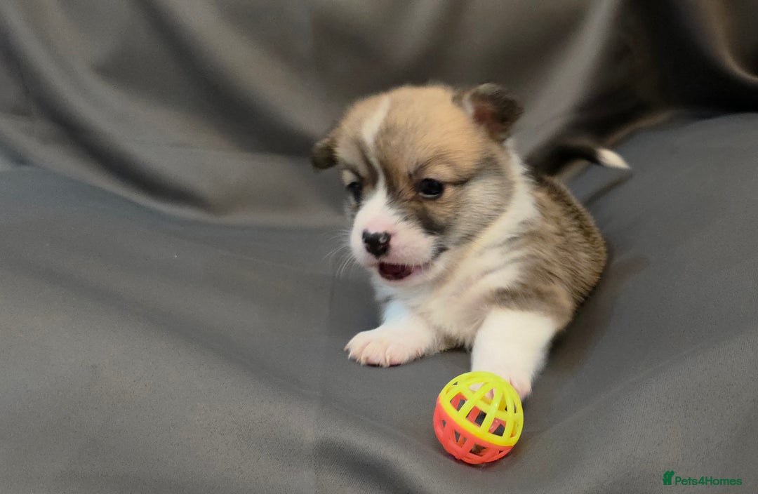 Welsh Corgi Pembroke dogs for sale: 33rd Generation RKC Pembroke Corgi Pups - Advert 3