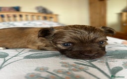 Chihuahua dogs for sale: Puppies  - Image 5