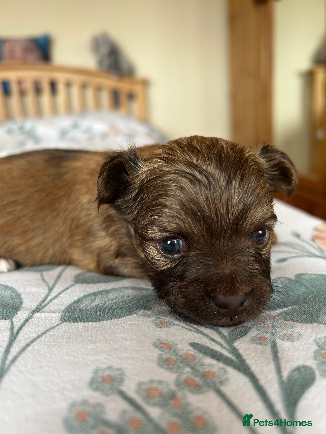 Chihuahua dogs for sale: Puppies  - Image 5
