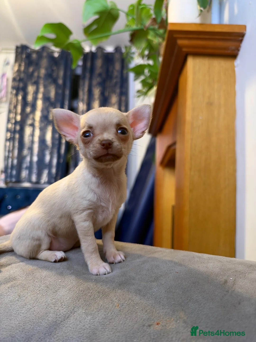 Chihuahua dogs for sale: Beautiful Chihuahua Puppies – KC Registered Dad - Advert 1