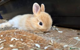 Netherland Dwarf rabbits for sale: Pure neverland dwarfs  - Image 6