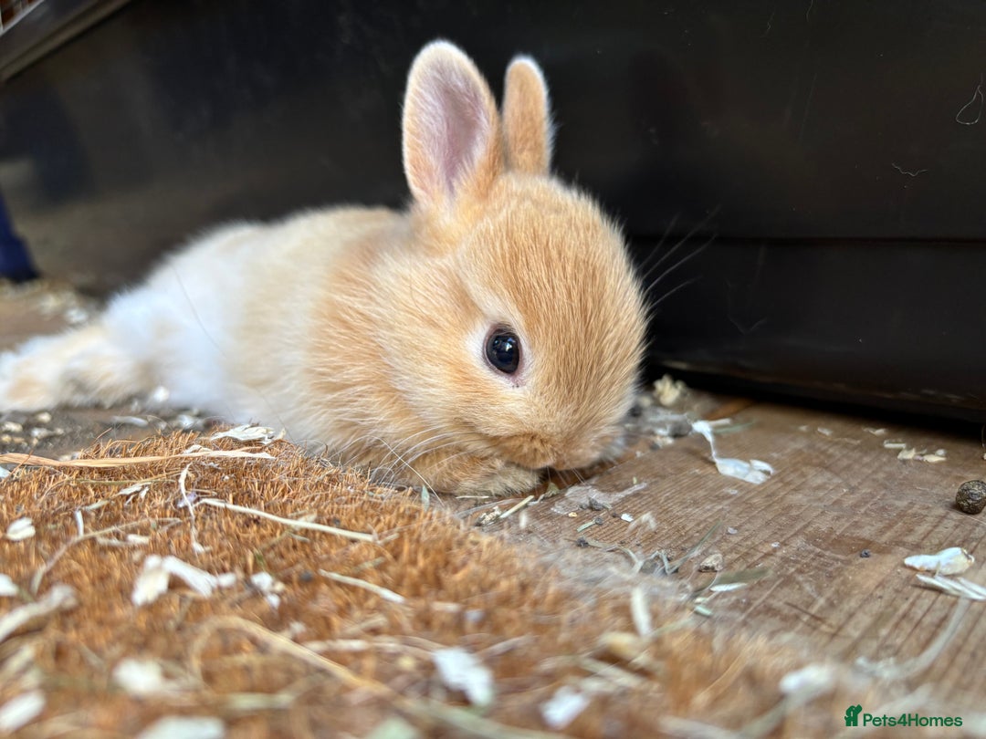 Netherland Dwarf rabbits for sale: Pure neverland dwarfs  - Image 6