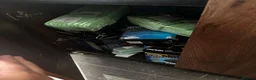 Axolotl reptiles for sale: Full Axolotl set up plus Fluval Tank - Advert 6