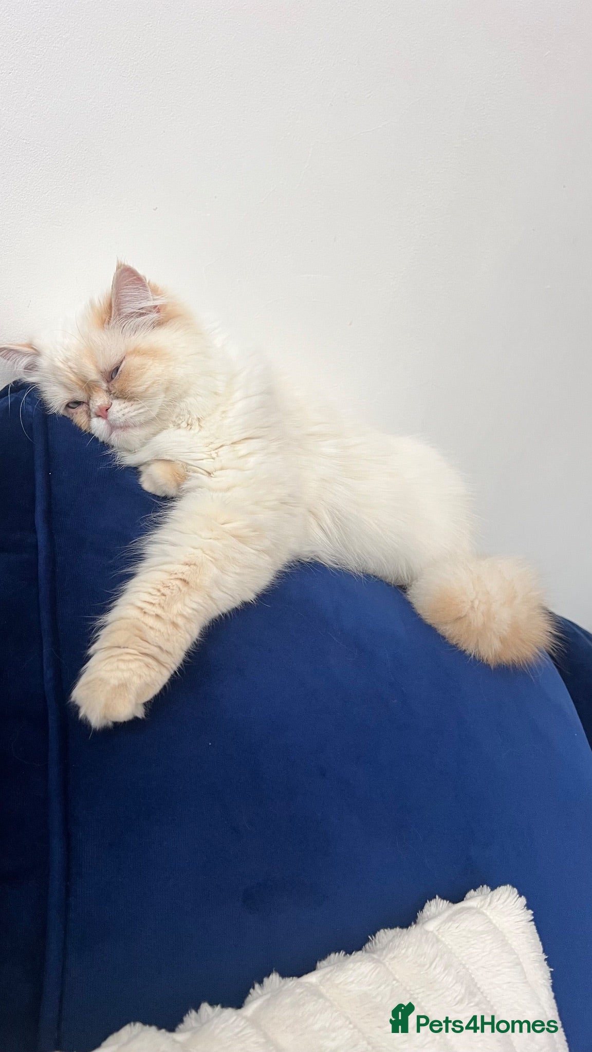 Ragdoll cats mrs aisha - Advert 2