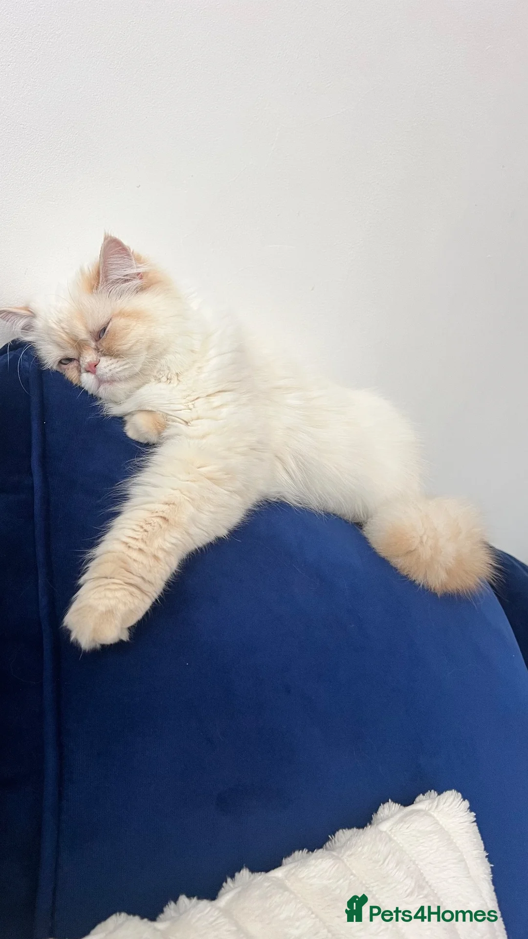 Ragdoll cats for sale: mrs aisha in Luton - Advert 1