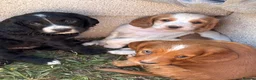 Cocker Spaniel dogs for sale: 1 black boy left  - Advert 8
