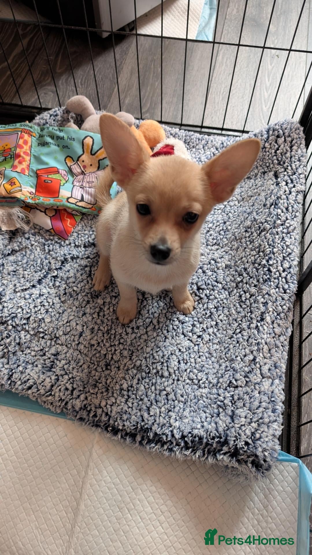 Mixed Breed dogs Chihuahua x Pomeranian spitz puppy  - Advert 13