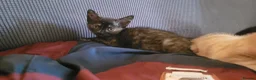 Mixed Breed cats for sale: Five Gorgeous Kittens Available! - Advert 25