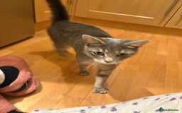 Mixed Breed cats for sale: Half Bengal Half Tabby Sivler Grey 2 yr Female  - Image 1