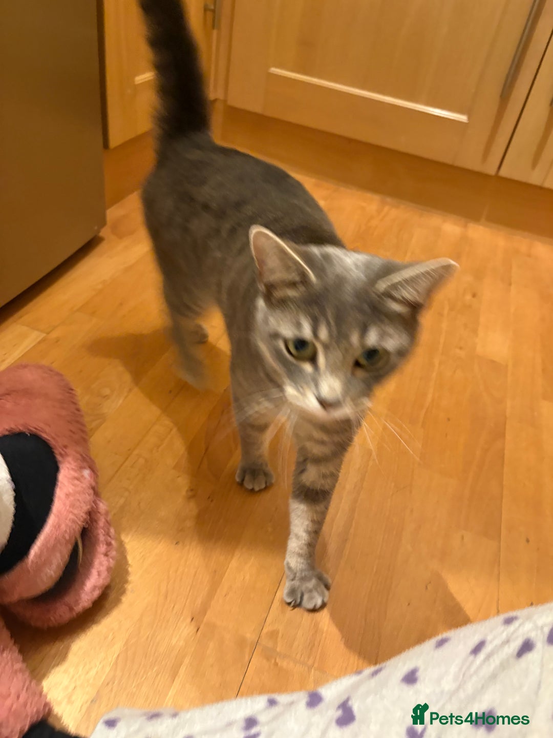 Mixed Breed cats for sale: Half Bengal Half Tabby Sivler Grey 2 yr Female  - Image 1