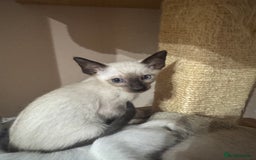 Siamese cats for sale: 6 cute Siamese kittens available  - Image 12