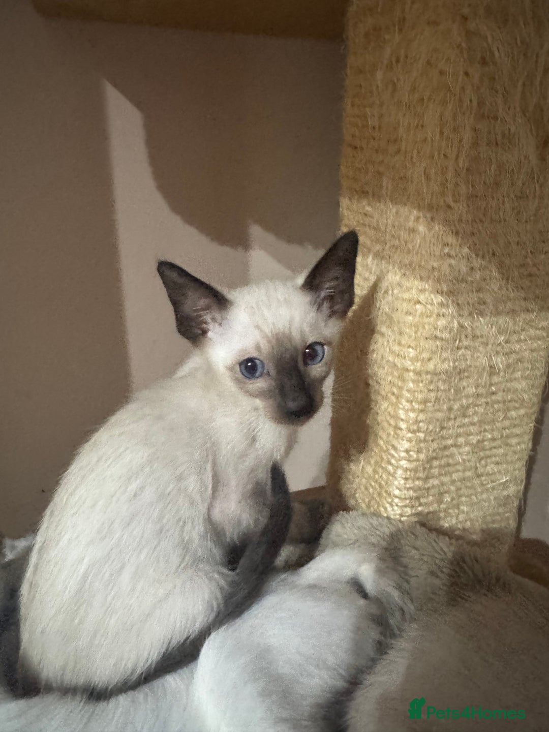 Siamese cats for sale: 6 cute Siamese kittens available  - Image 12