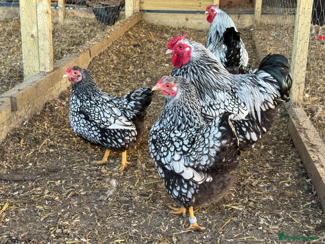 Hens poultry for sale: Buff Orpington’s. Brown leghorns.  cream legbars  - Advert 15