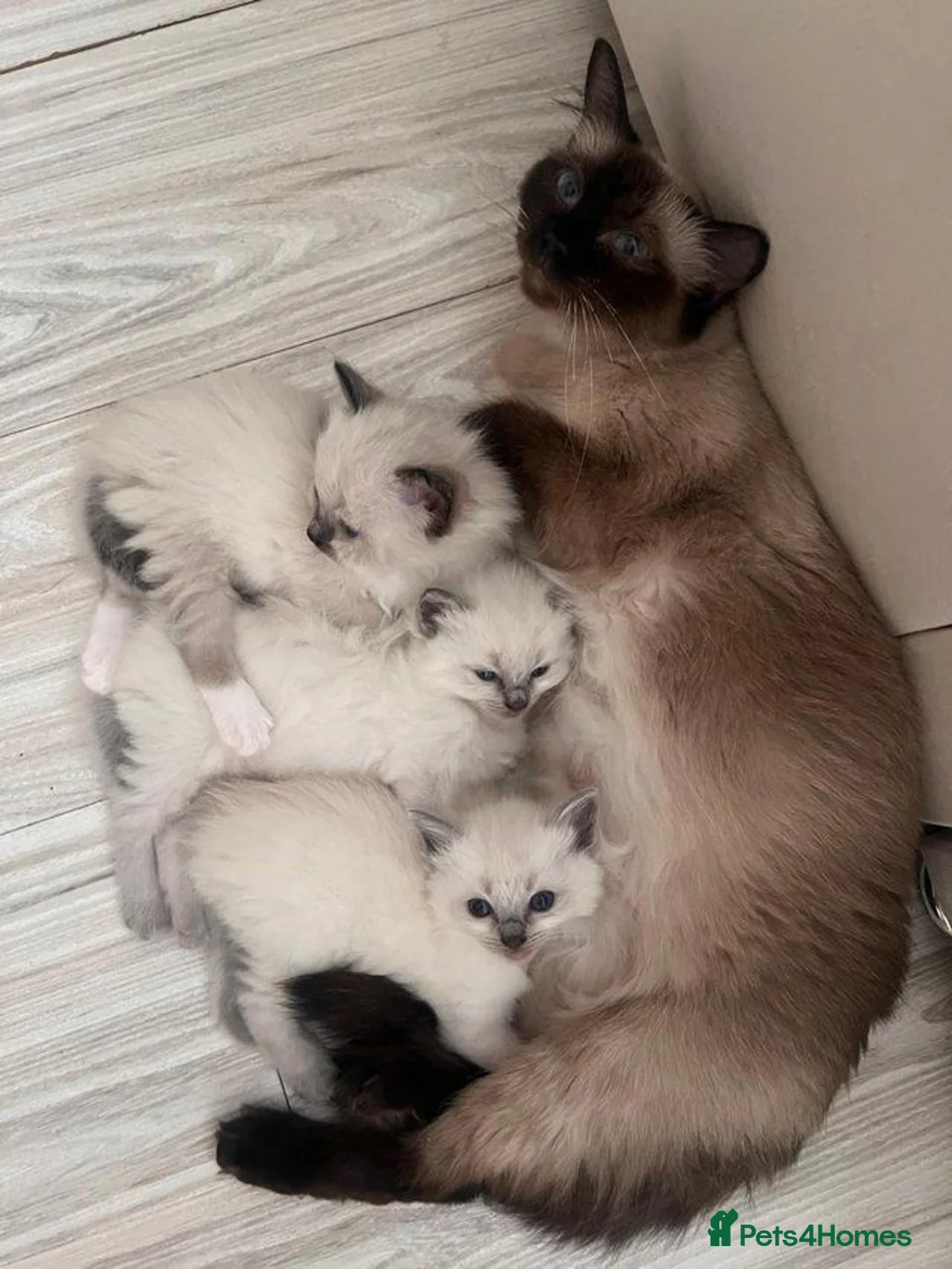 Ragdoll cats for sale: Beautiful Purebred Ragdoll Kittens  in Leeds - Advert 7
