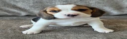 Beagle dogs for sale: 🐶 BEAUTIFUL KC REGISTERED CHUNKY BEAGLE PUPPIES🐶 - Advert 9