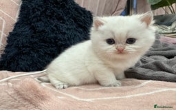 British Shorthair cats for sale: ❤️ White, gold tipped British shorthairs ❤️ in Slough - Image 6