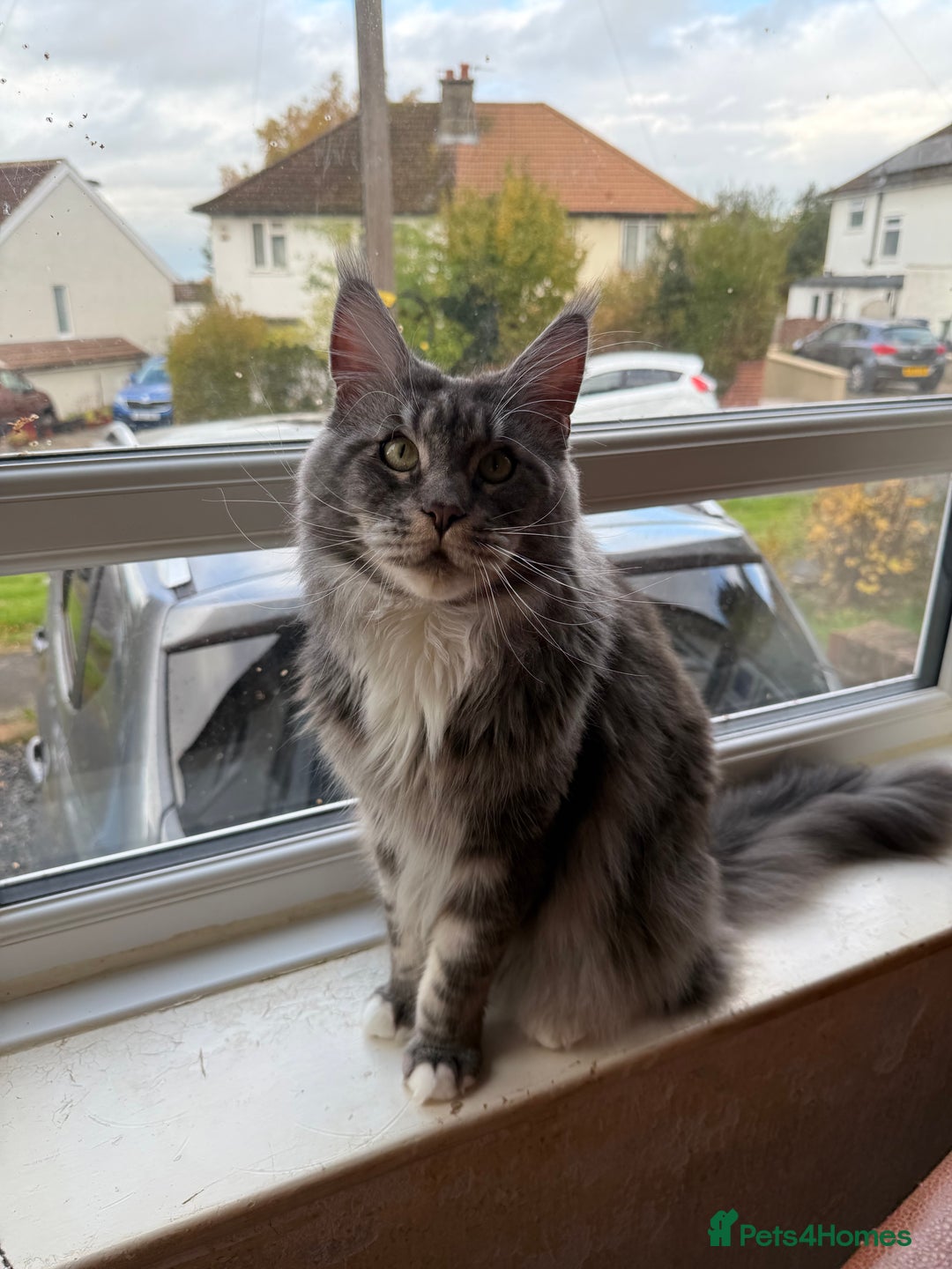 Maine Coon cats for sale: GCCF Pedigree Russian line Maine Coon - Advert 22