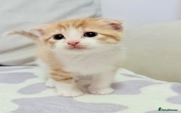 Scottish Fold cats for sale: Adorable Kittens Looking for Forever Homes! 🐾 - Image 2