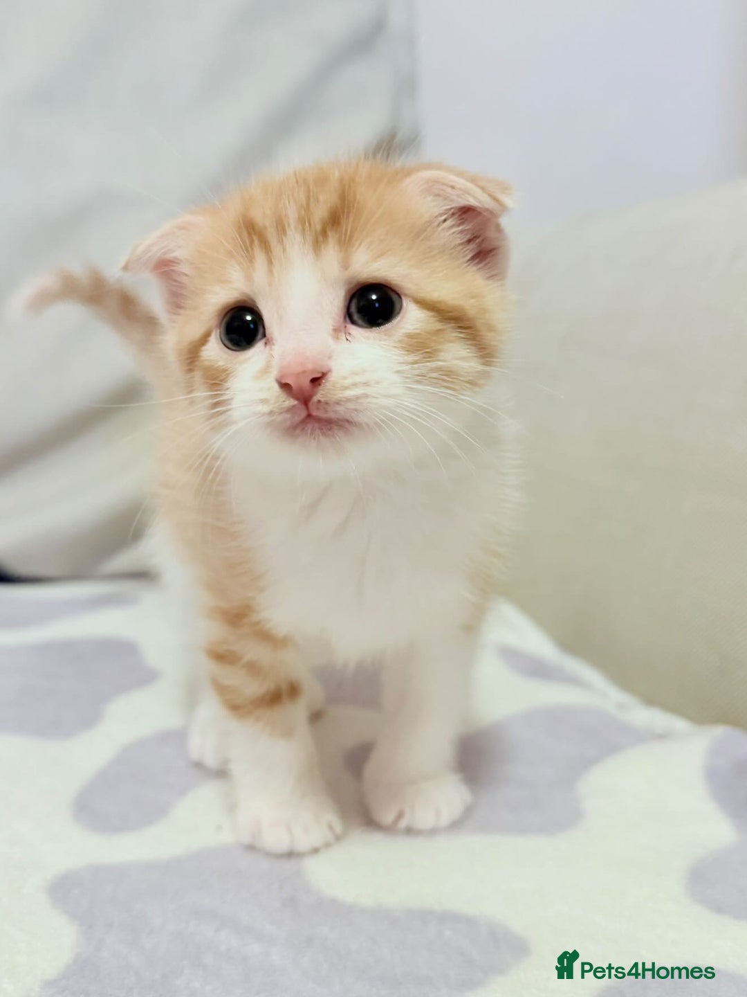 Scottish Fold cats for sale: Adorable Kittens Looking for Forever Homes! 🐾 - Image 2