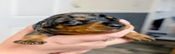 Miniature Dachshund dogs for sale: Beautiful Miniature Dachshunds  - Advert 4