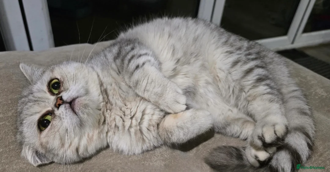 British Shorthair cats for sale: British shorthair  - Advert 1