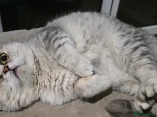 British Shorthair cats British shorthair - Advert 1